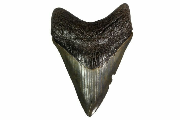 Serrated, Fossil Megalodon Tooth - Georgia #159729